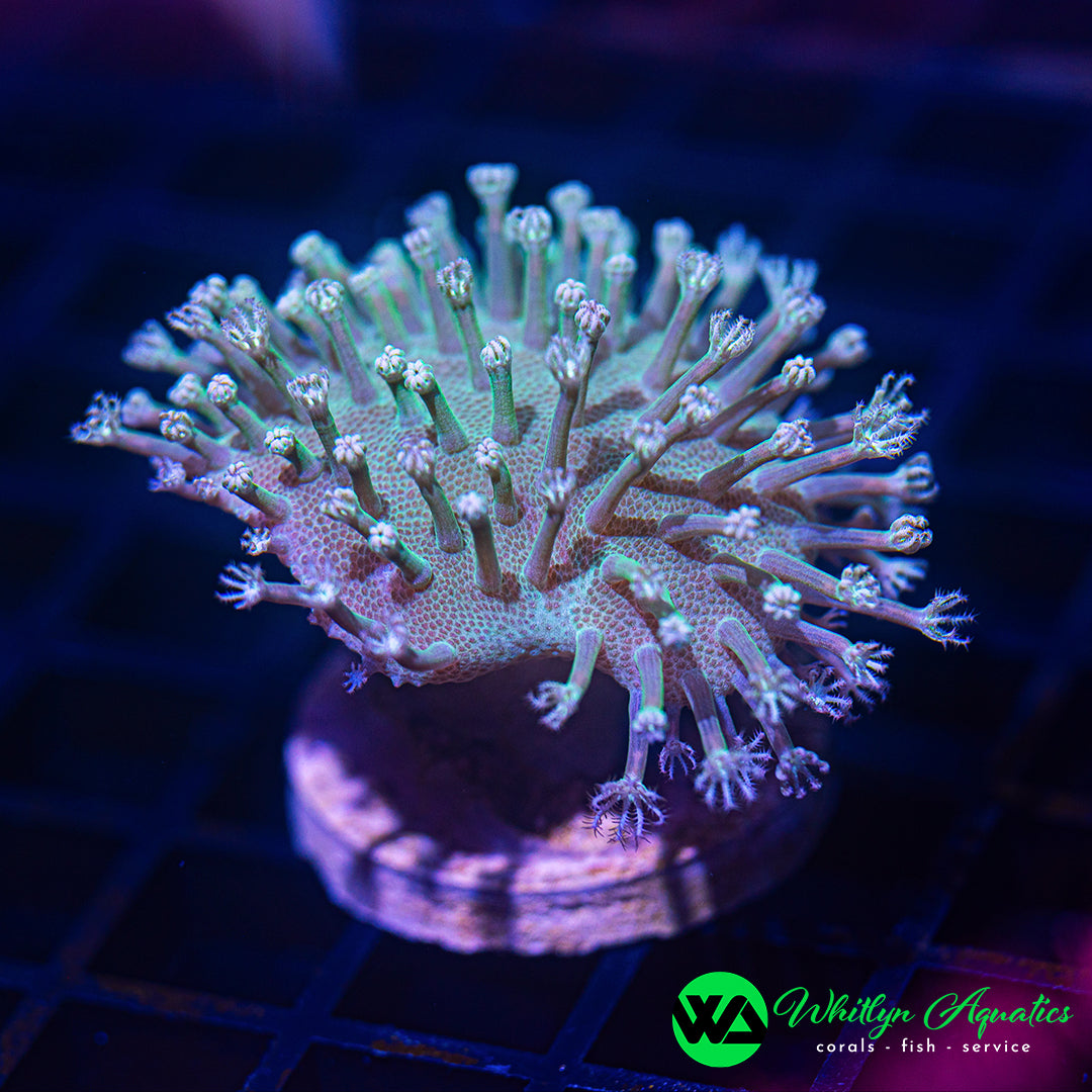 B39 - WA Snow White Toadstool - WYSIWYG