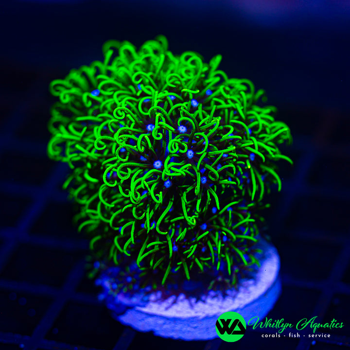 Green Star Polyps (GSP) - Aquacultured