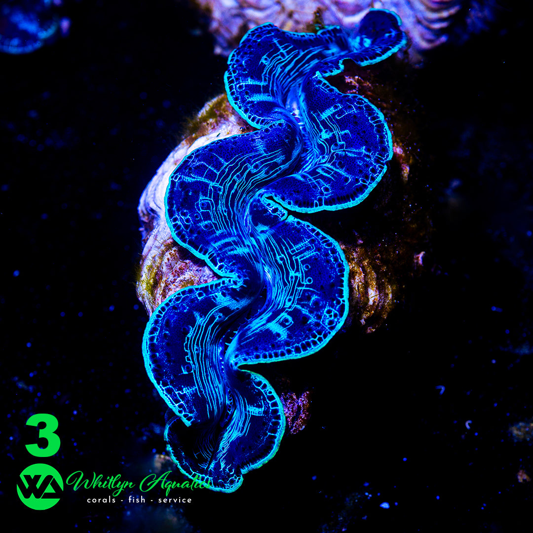 Ultra Blue Maxima Clams (Medium ~5") - WYSIWYG