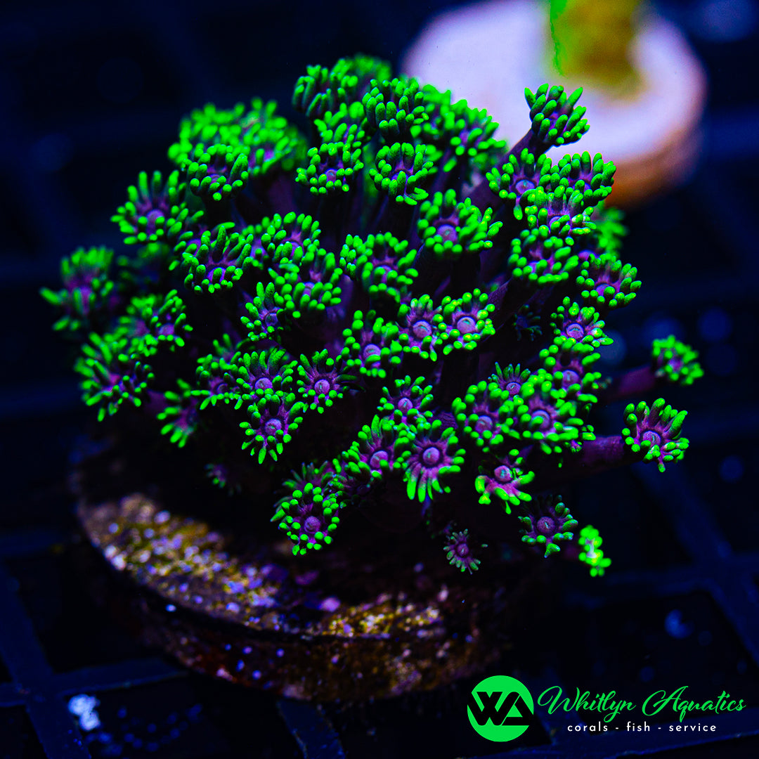 D01 - WA Joker Torch - WYSIWYG