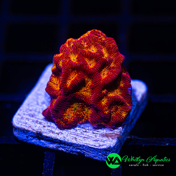 WA Hot Lava Lepto