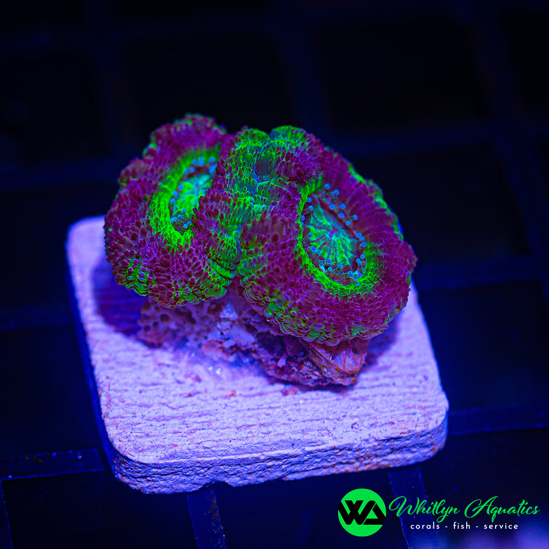 WA Green Goblin Asian Acan