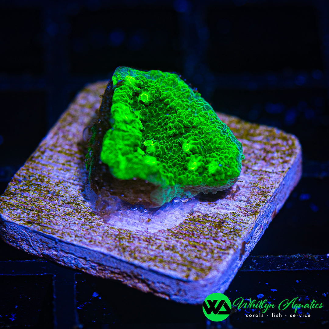 WA Kryptonite Cyphastrea