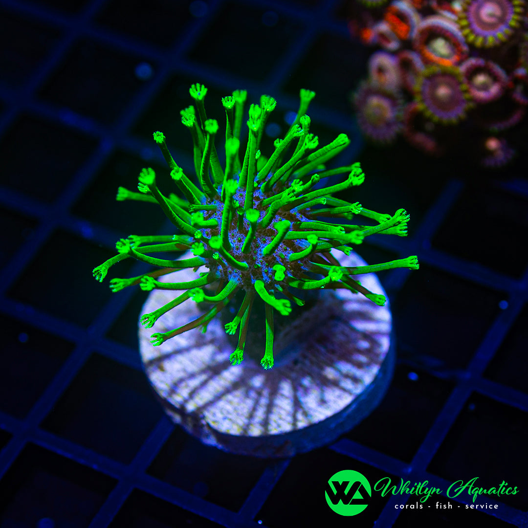 D40 - WA NEON Green Toadstool - WYSIWYG