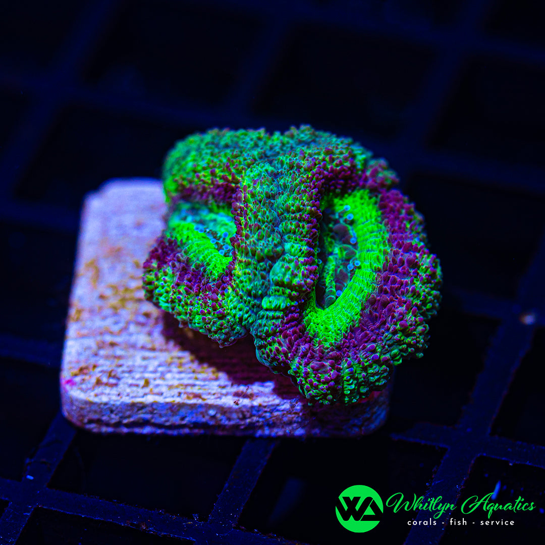 A40 - WA Green Goblin Asian Acan - WYSIWYG