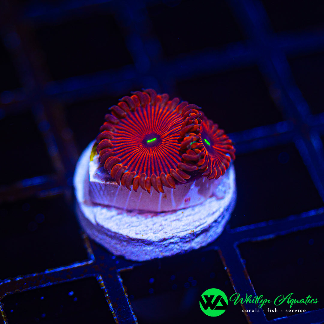D40 - [NEW RELEASE!] WA Red People Eater Zoanthid - WYSIWYG
