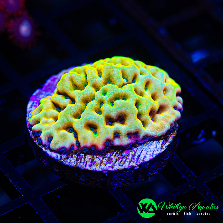 Beach Bum Montipora