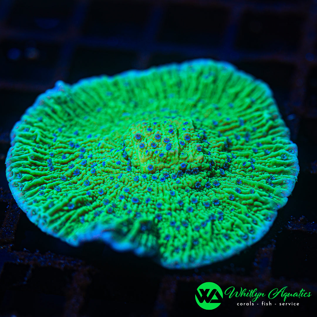 D40 - [NEW RELEASE!] WA XL Tidal Wave Monti - WYSIWYG