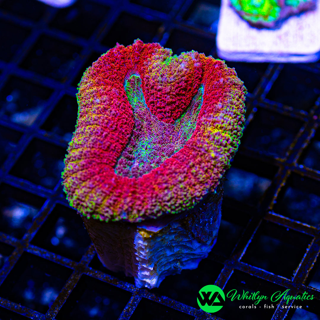 D40 - [NEW RELEASE!] WA Queen of Hearts Lobo - WYSIWYG