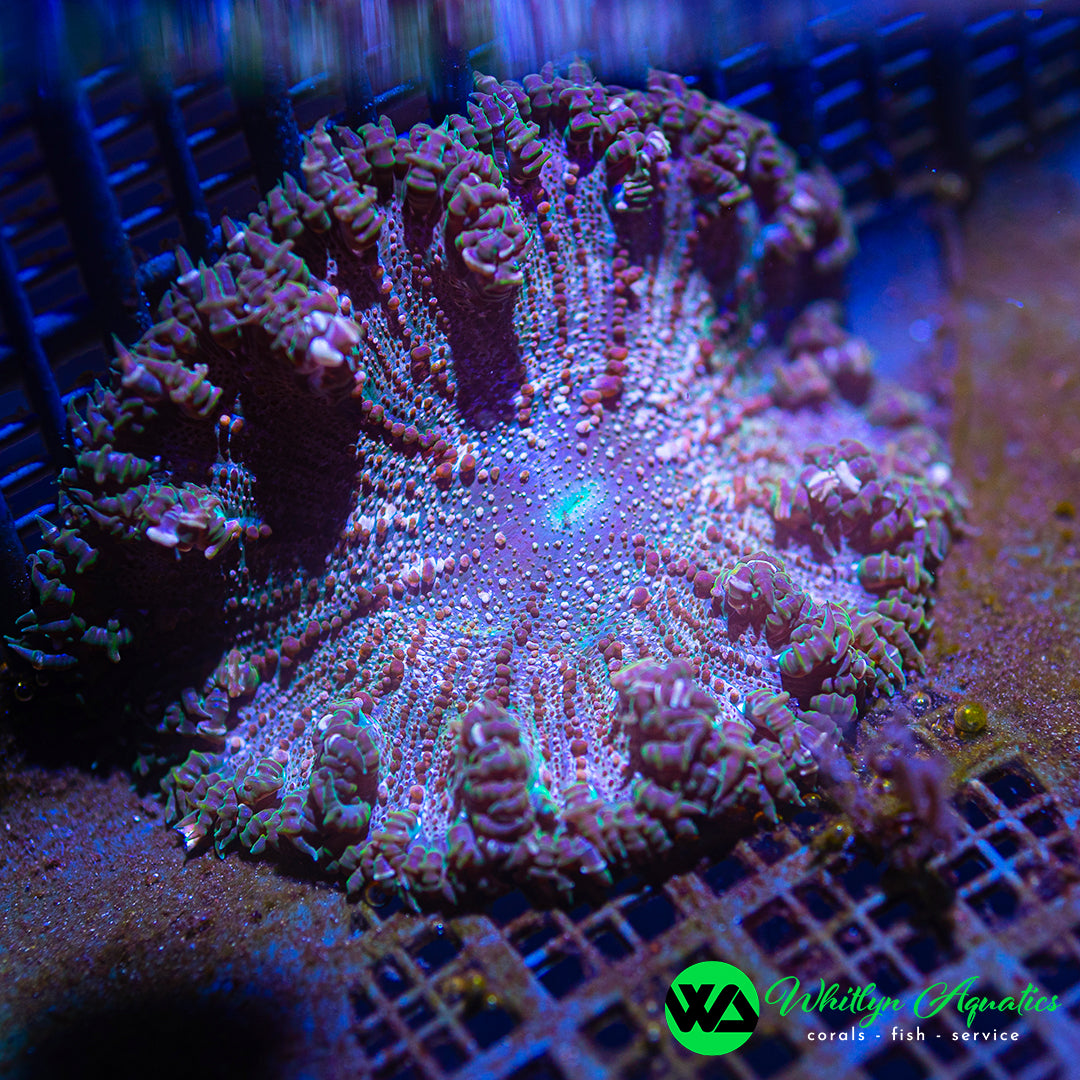 A41 - Rock Flower Anemone - WYSIWYG