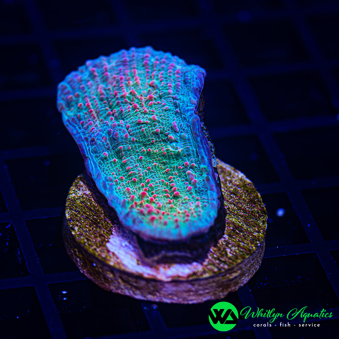 B41 - WA Dragon's Scale Chalice - WYSIWYG
