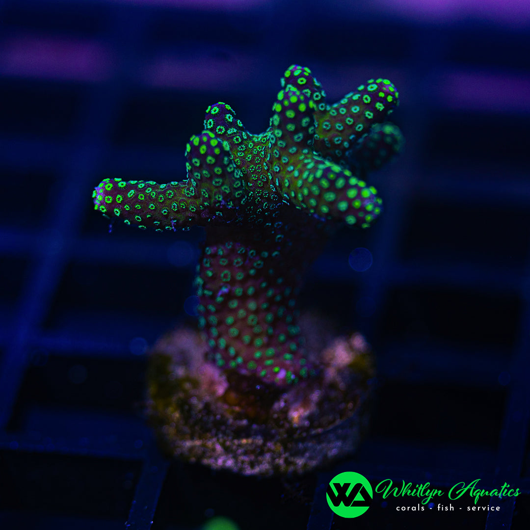 A28 - WA Rainbow Stylo  - WYSIWYG