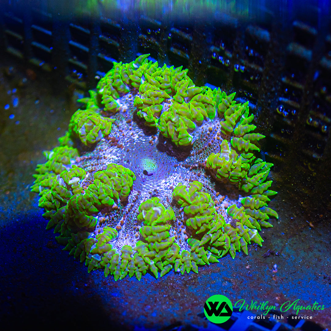 D41 - Rock Flower Anemone  - WYSIWYG