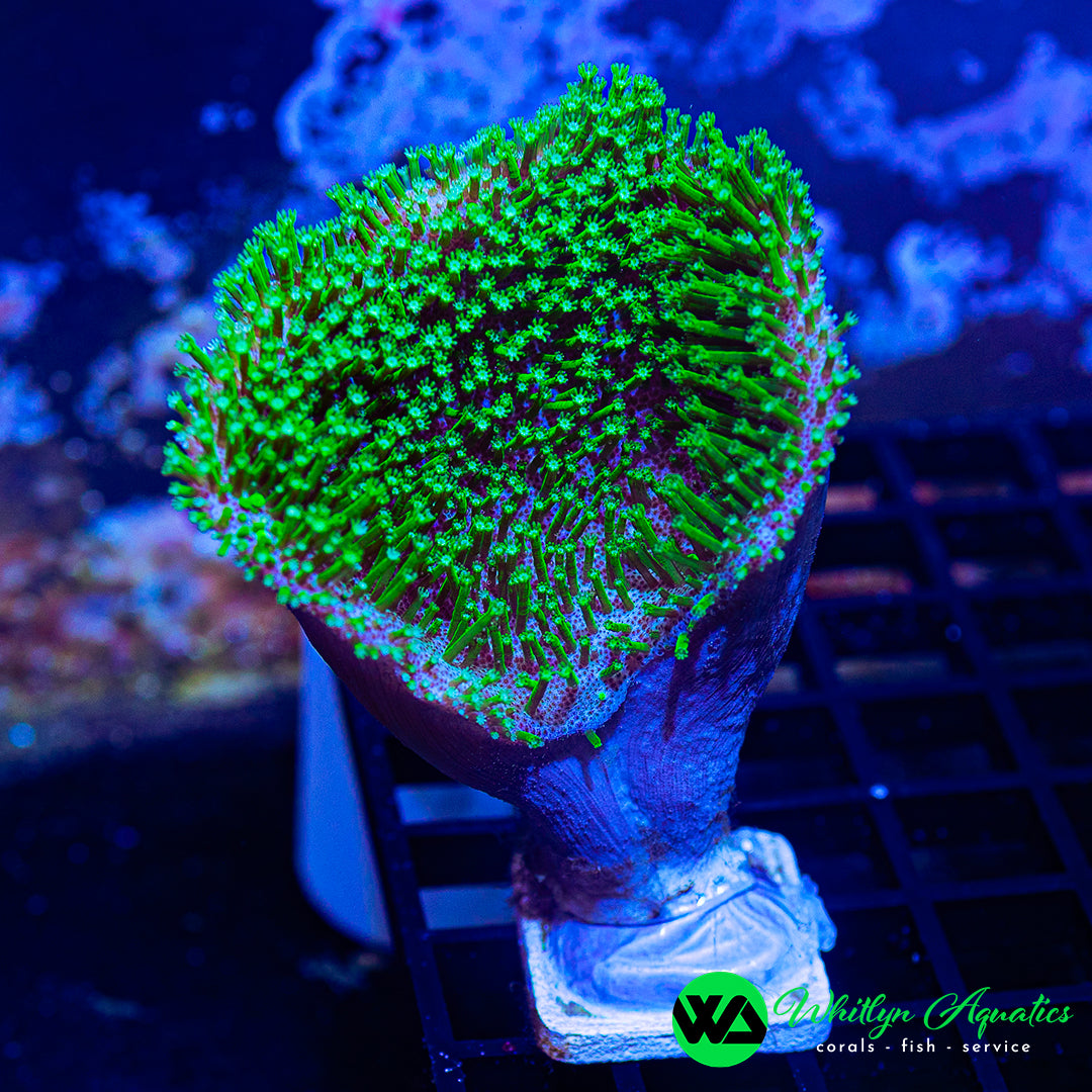 D41 - WA Evergreen Toadstool  - WYSIWYG