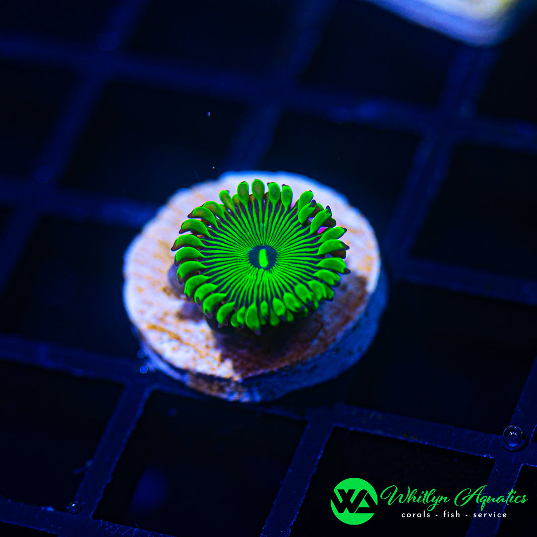 B41 - WA Green People Eater Zoanthid - WYSIWYG