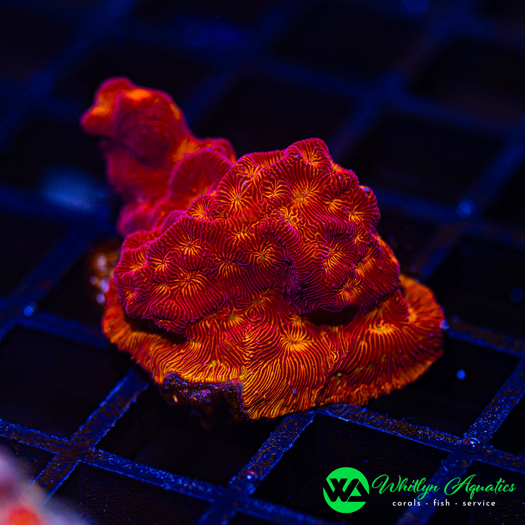 D37 - WA Hot Lava Lepto - WYSIWYG