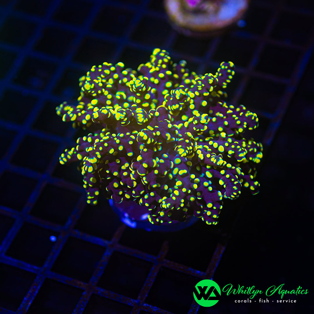 D41 - WA LA Lakers Octospawn  - WYSIWYG