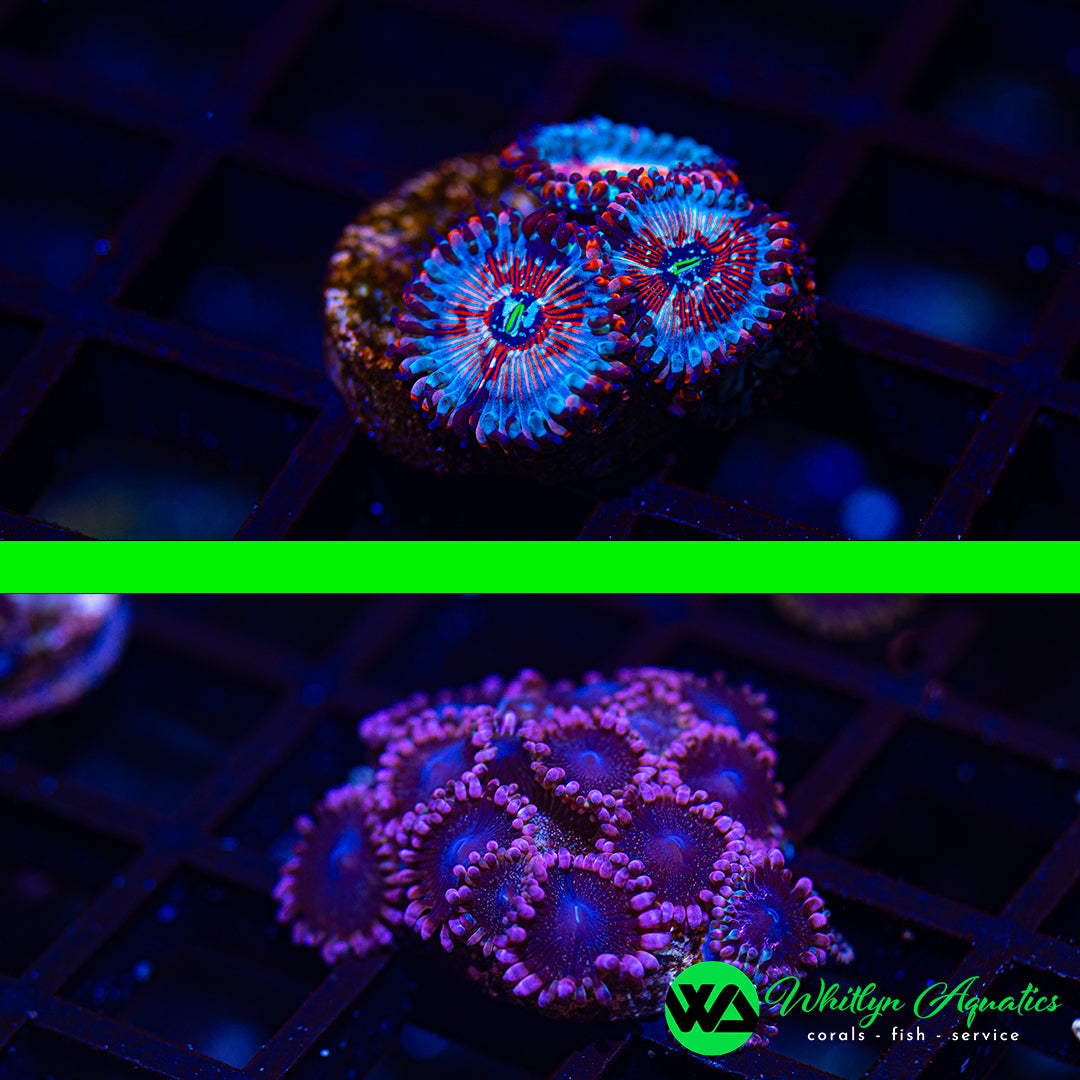 B41 - WA SETS! White Zombie Zoa + Ballerina Zoa - WYSIWYG (2 Pieces! 1 Price!)