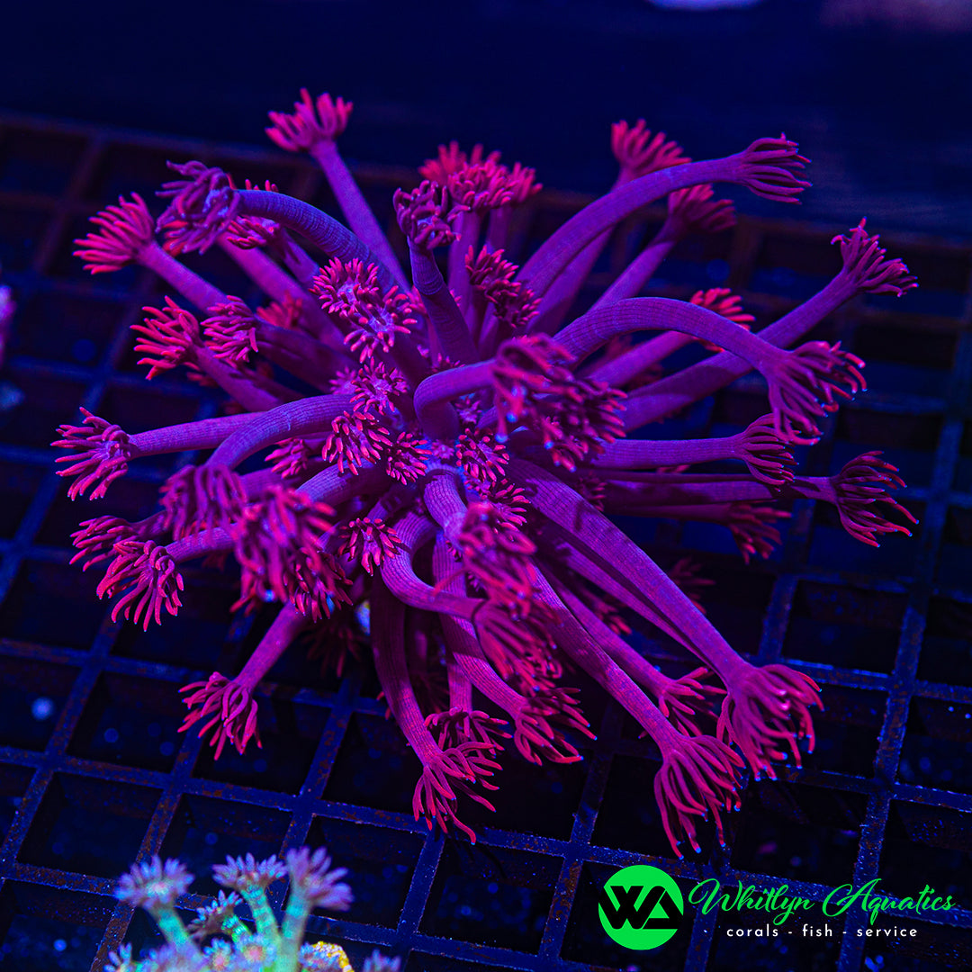 A41 - WA XL Powder Pink Goni - WYSIWYG