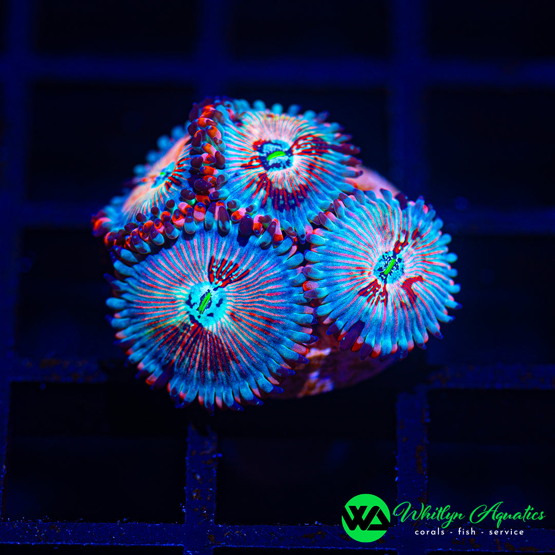 A42 - WA White Zombie Zoanthid - WYSIWYG