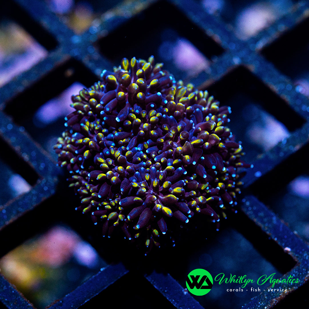 A42 - [NEW RELEASE!] WA Royal Galaxea - WYSIWYG