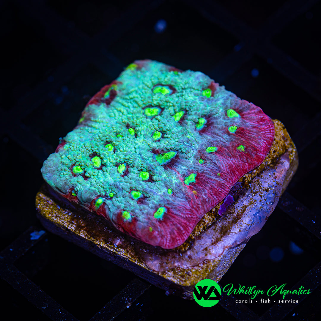 WA Lunar Favia