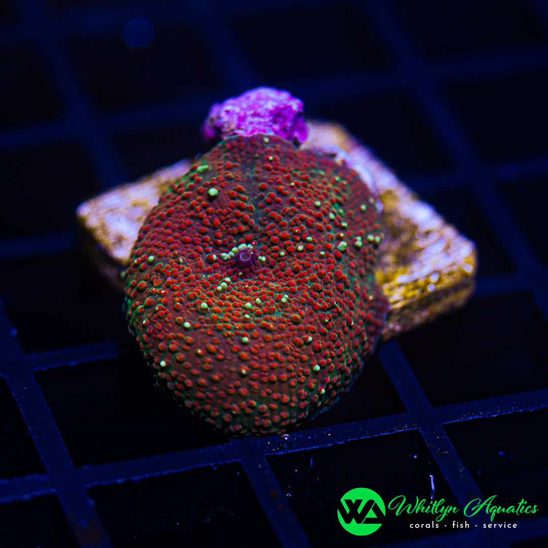 B43 - WA Angry Avocado Discosoma Mushroom - WYSIWYG