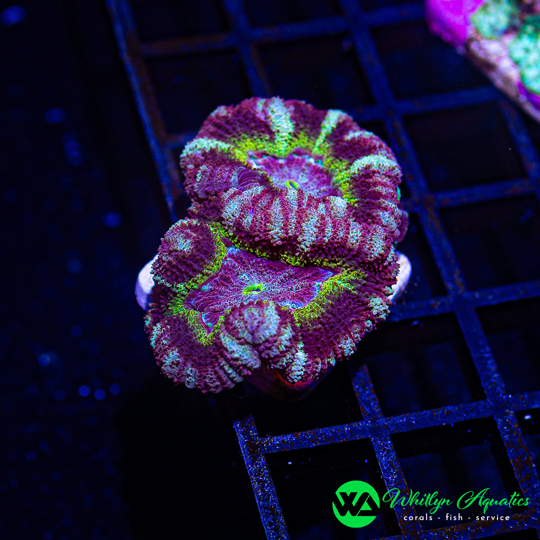 B42 - [NEW RELEASE!] WA Crown Jewel Asian Acan - WYSIWYG