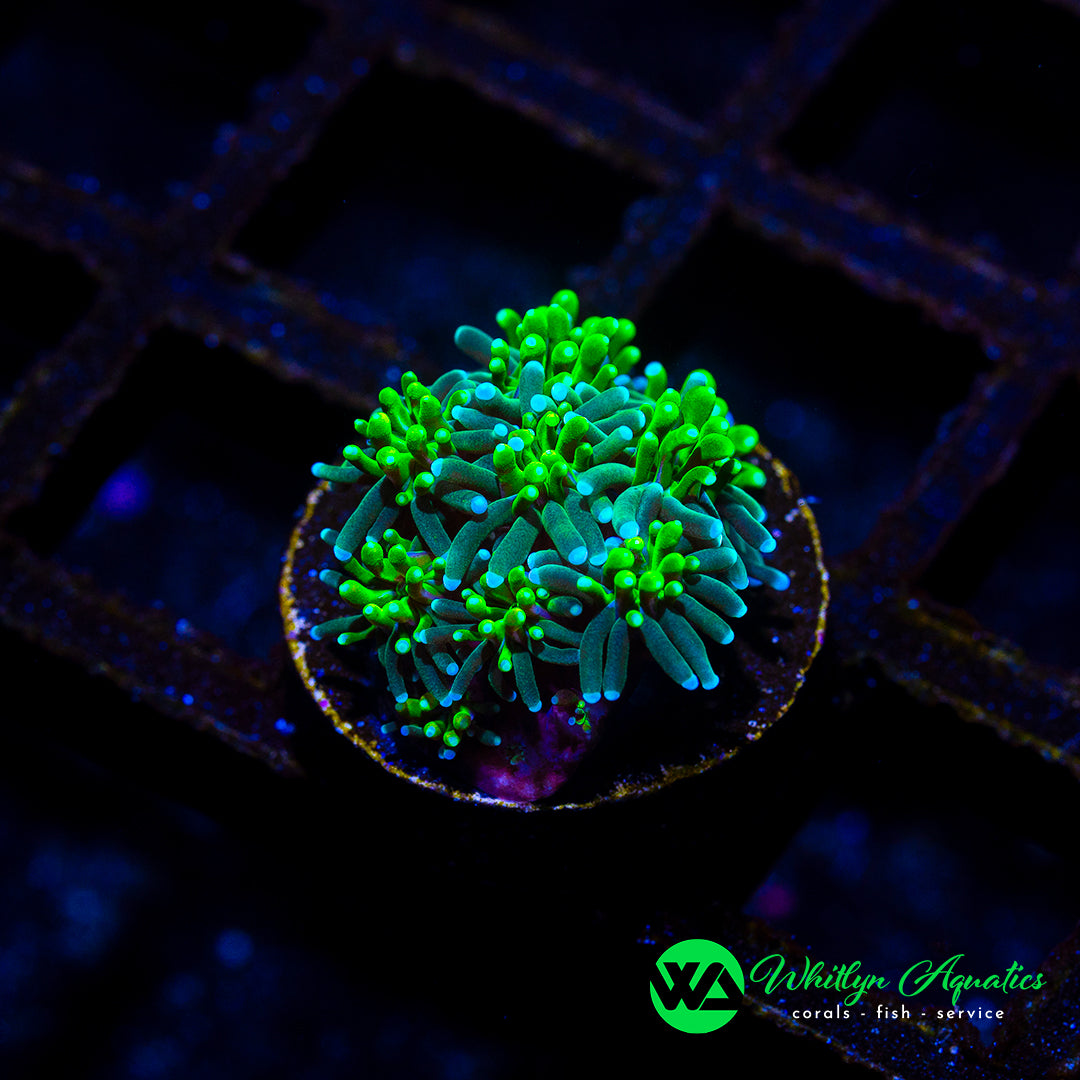 D42 - [NEW RELEASE] WA Deep Space Galaxea - WYSIWYG