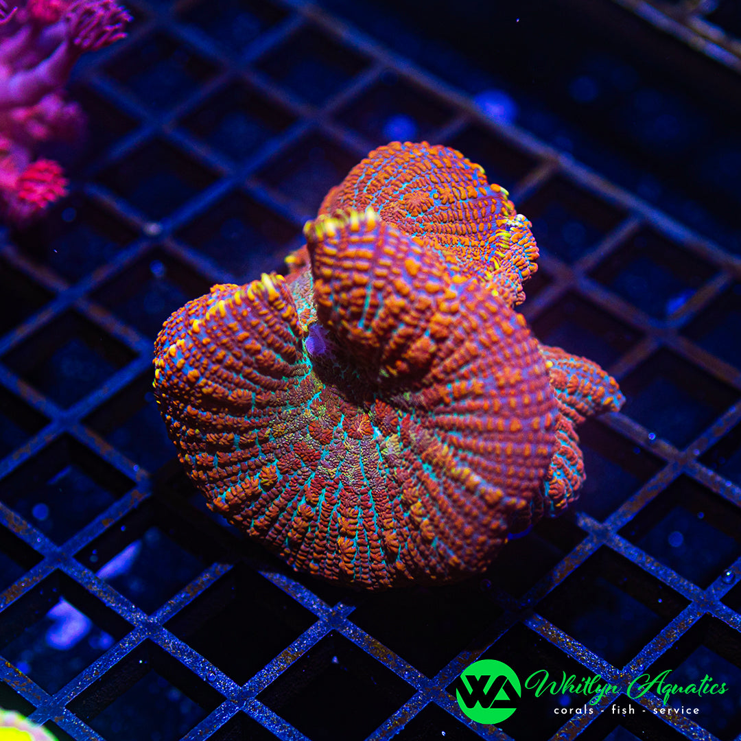 B49 - WA XL Superman Rhodactis Mushroom (2 Shrooms!) - WYSIWYG