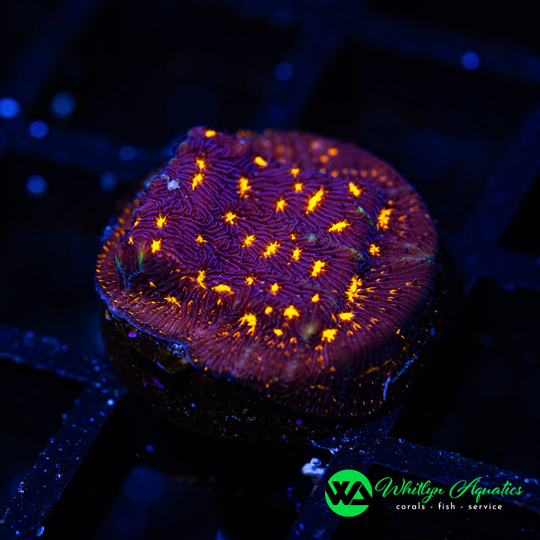 D43 - WA Spitfire Leptastrea - WYSIWYG