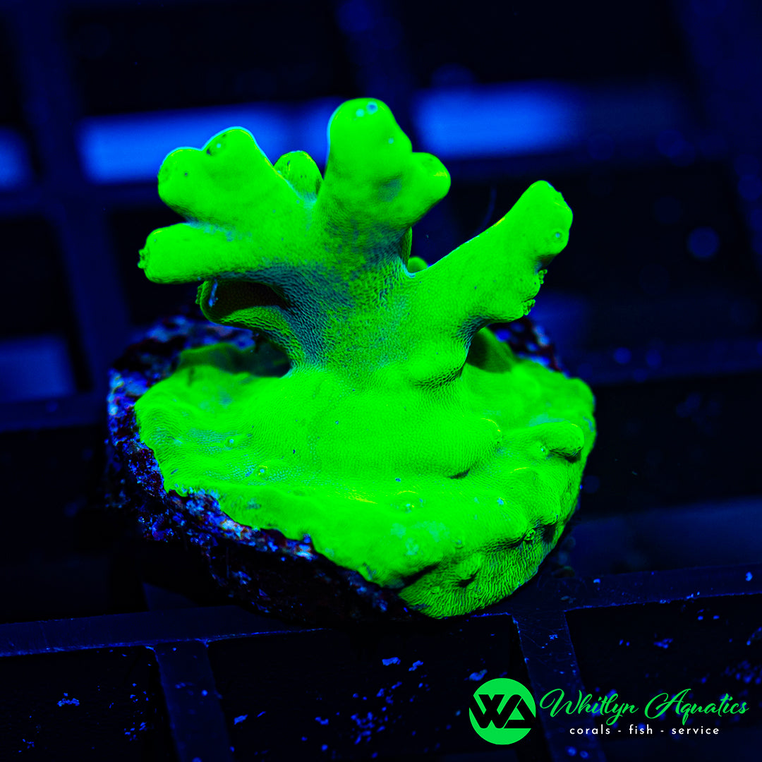 D43 - WA Yoda Acro  - WYSIWYG