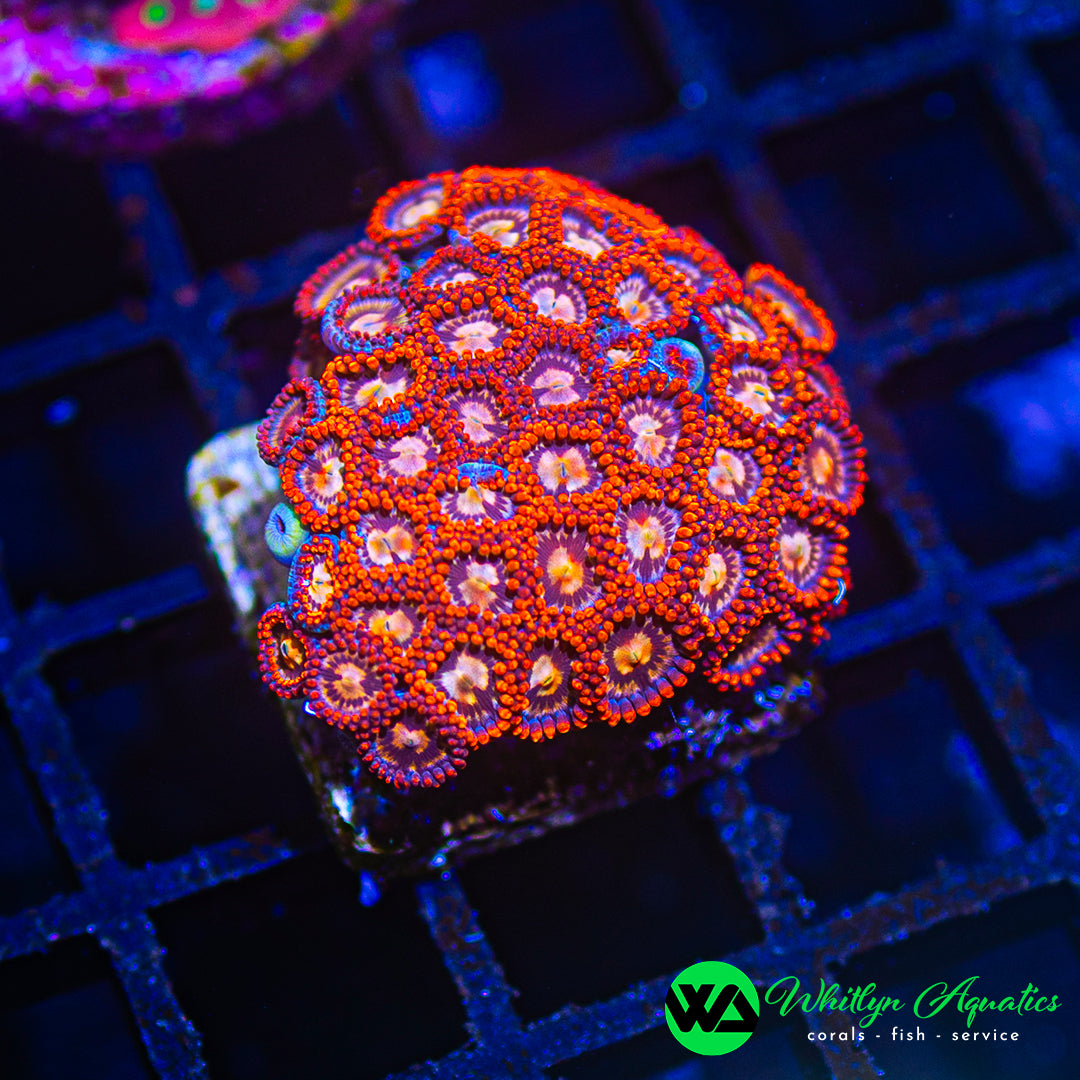 B43 - WA Zoa Combo - WYSIWYG