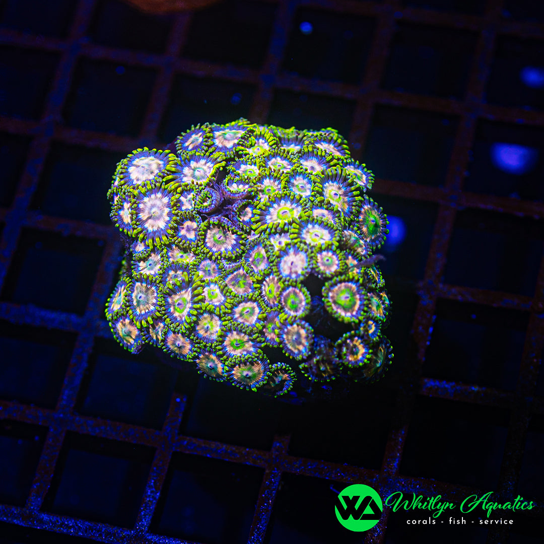 A43 - WA Zoa Combo - WYSIWYG