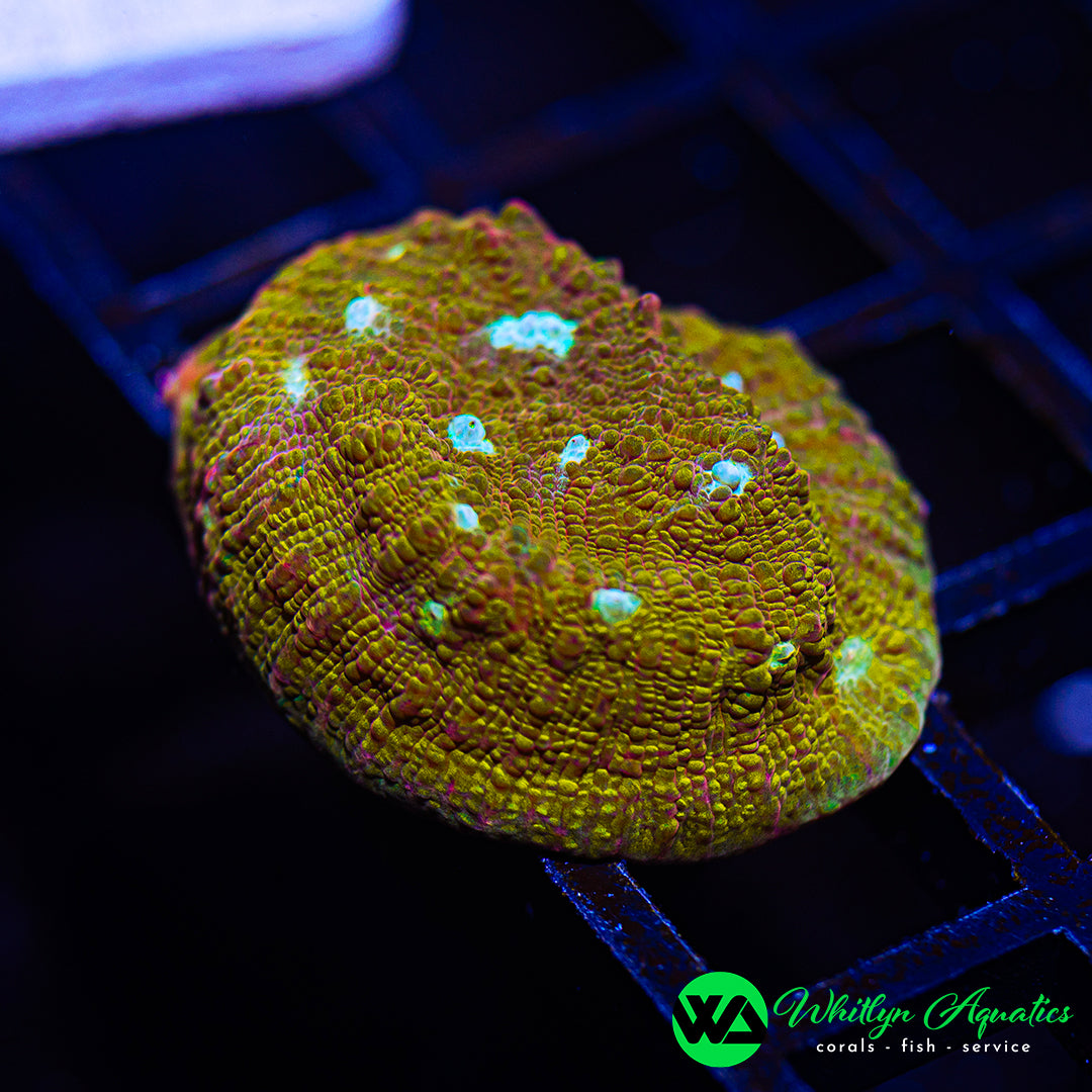 D44 - WA Honey Mustard Chalice - WYSIWYG