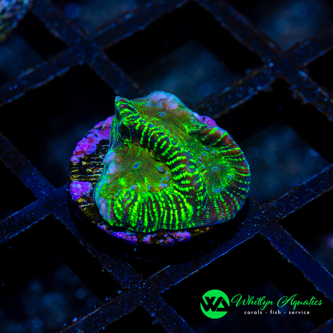 D44 - [NEW RELEASE!] WA Neon Strobe Favia - WYSIWYG