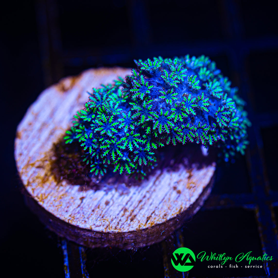 A44 - WA Blue Sympodium - WYSIWYG