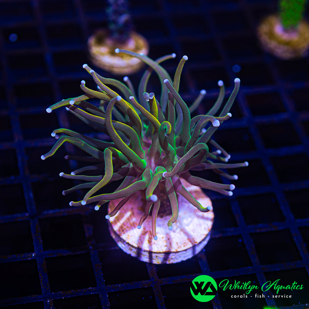 A44 - WA Indo Gold Torch - WYSIWYG