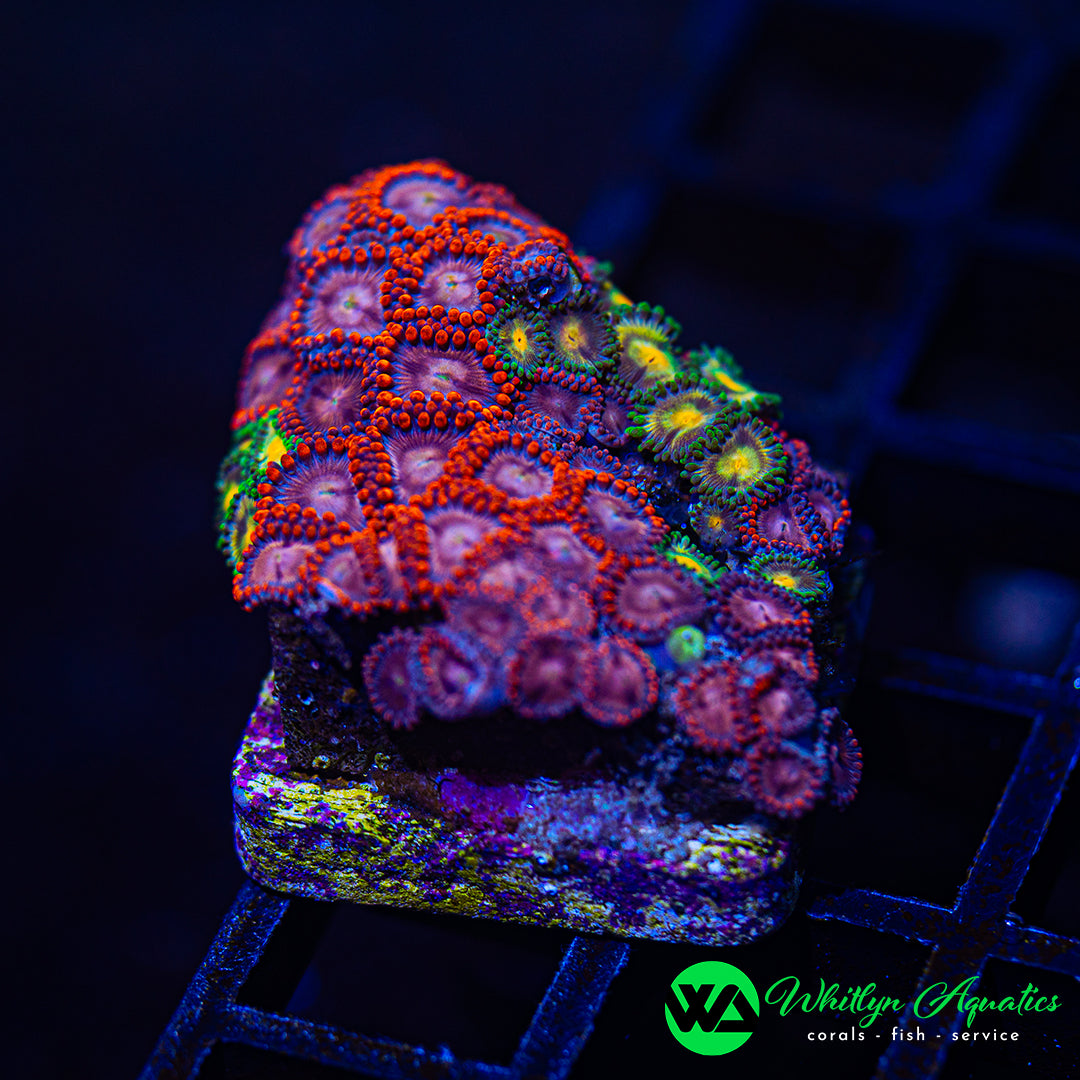 D49 - WA Zoa Combo - WYSIWYG