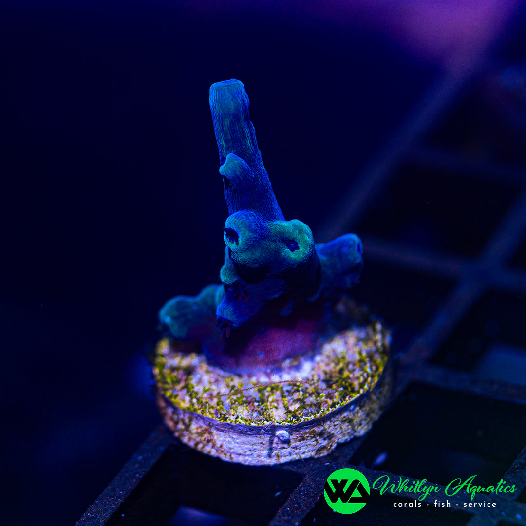 D44 - WA Oregon Tort Acro - WYSIWYG