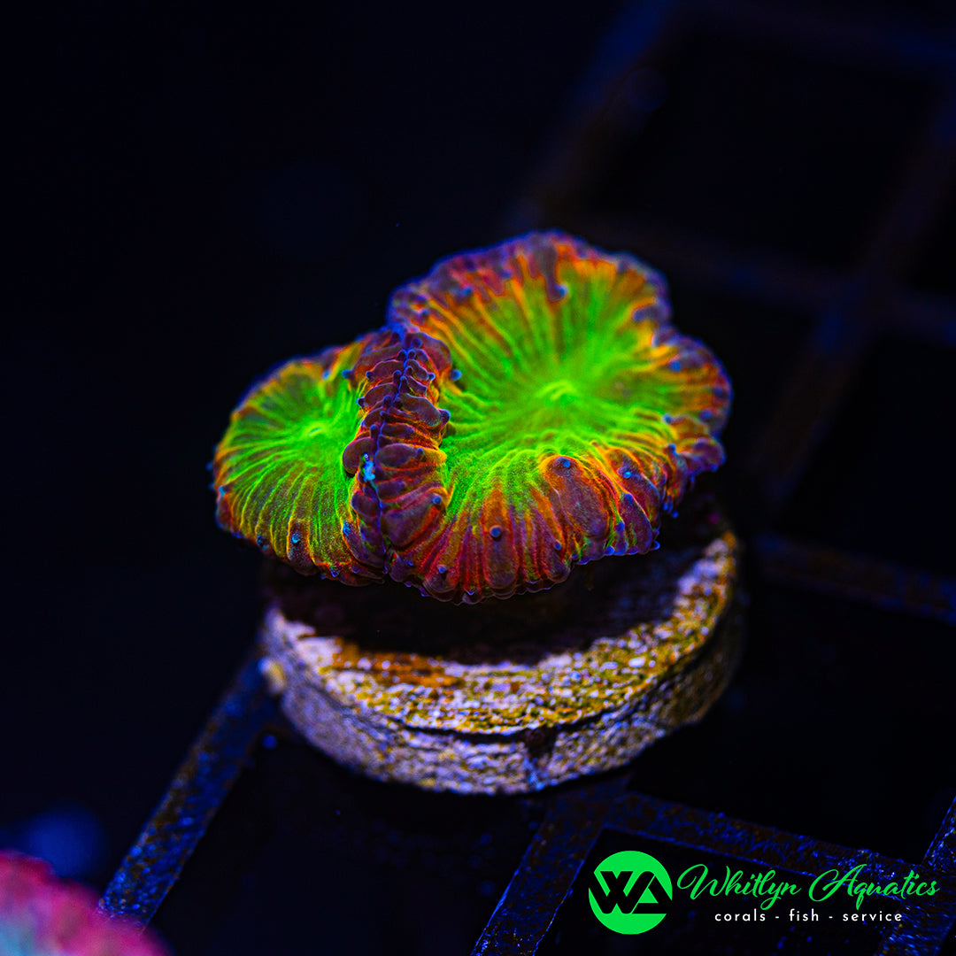 B44 - WA Emerald Inferno Blasto - WYSIWYG