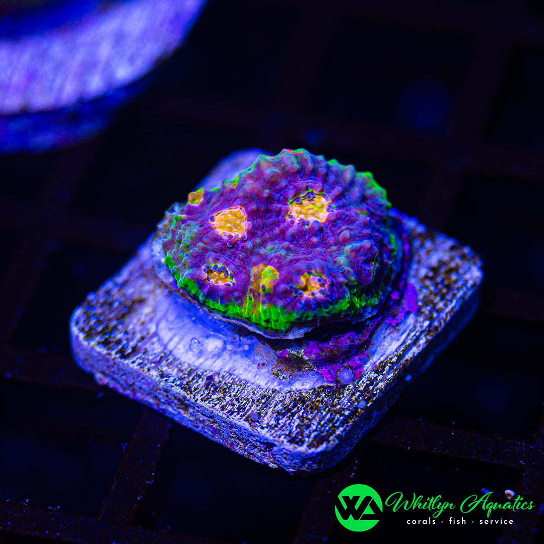 B45 - WA Easter Egg Chalice - WYSIWYG