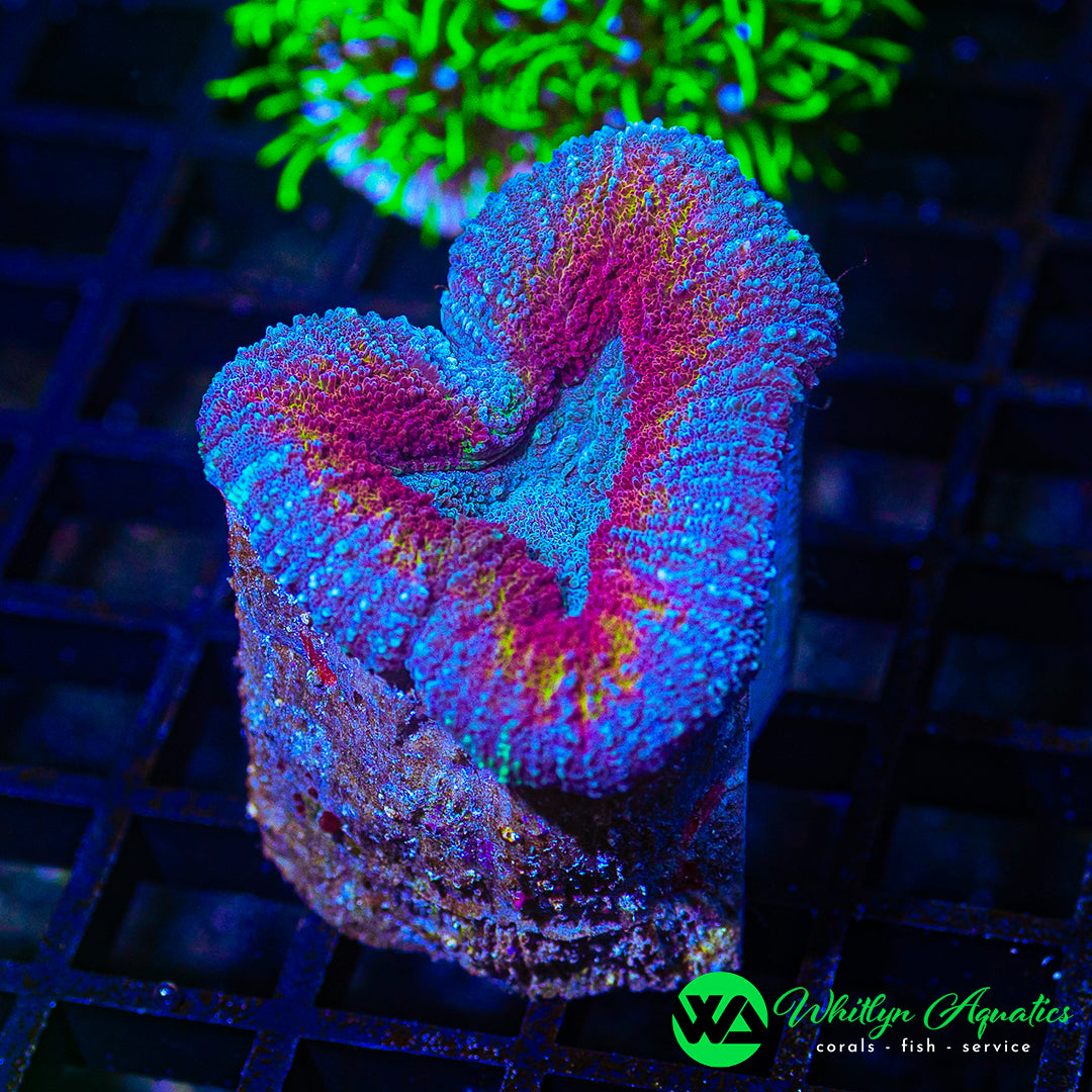 B45 - [NEW RELEASE!] WA Frozen Heart Lobo - WYSIWYG