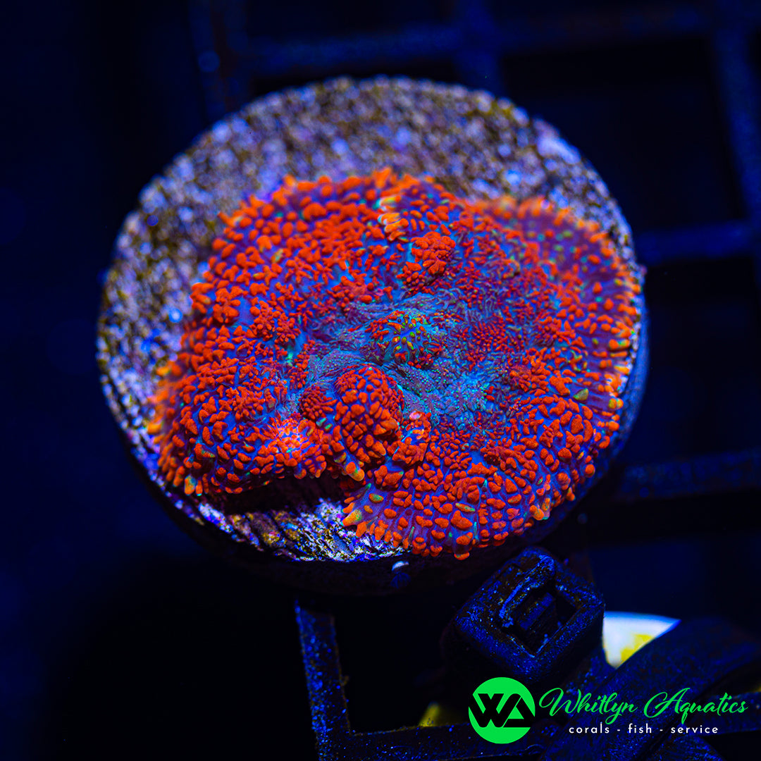 A45 - WA Superman Rhodactis Mushroom - WYSIWYG