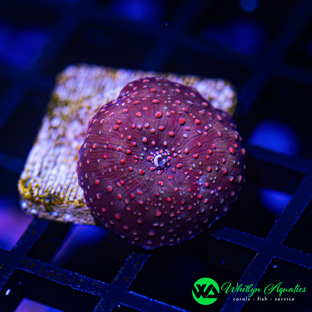B45 - WA Crimson Galaxy Discosoma Mushroom - WYSIWYG