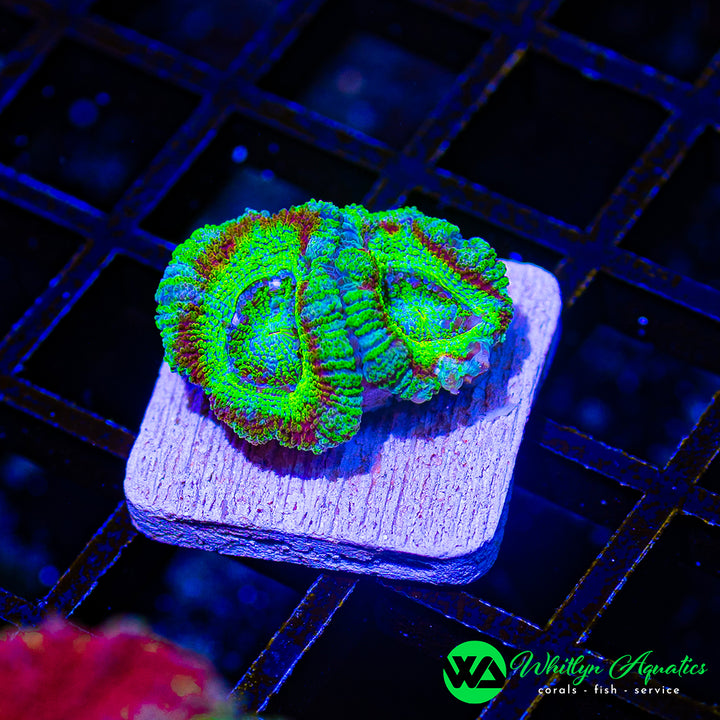WA Jungle Fire Asian Acan