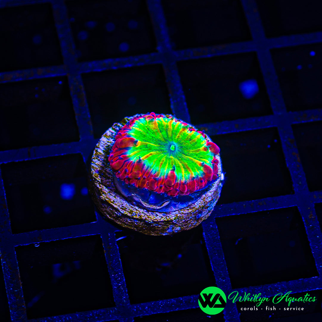 B45 - WA Poison Apple Blasto - WYSIWYG