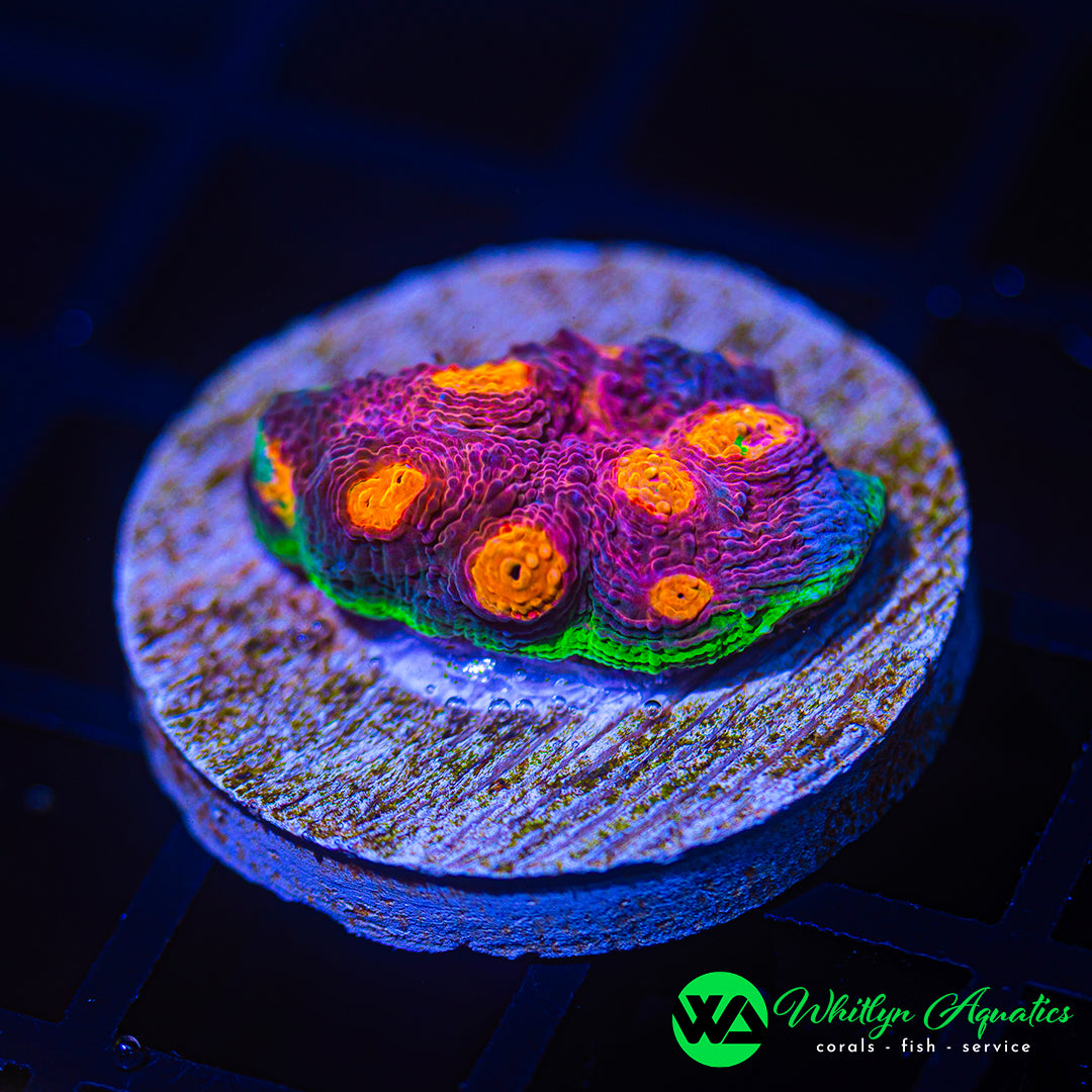 D45 - WA My Miami Chalice - WYSIWYG