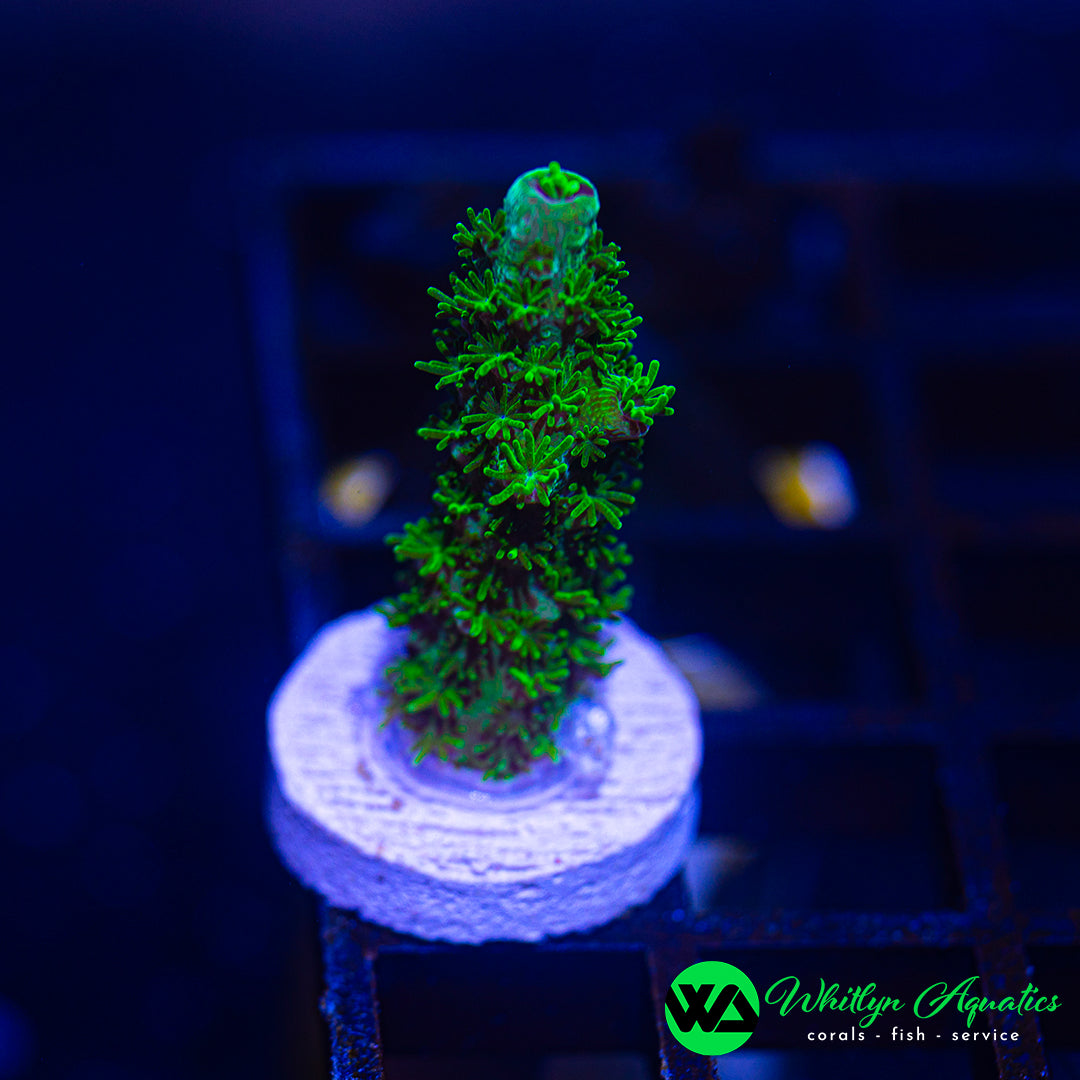 A46 - WA Evergreen Acro - WYSIWYG
