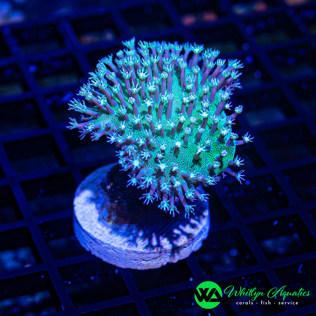 D46 - WA Snow White Willow Toadstool - WYSIWYG